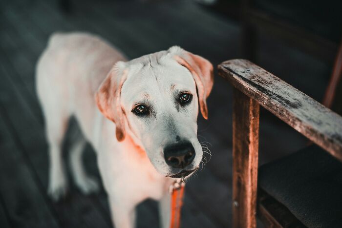 A close-up of a dog looking attentively on a dark wooden floor, capturing moments Reddit isn’t for the faint-hearted.