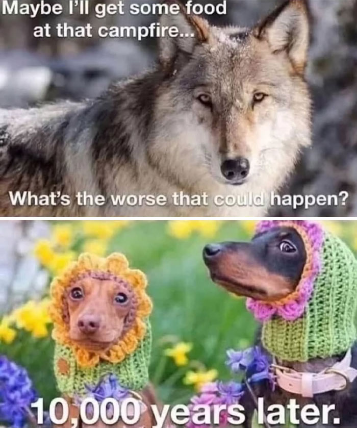 Wolf contemplating food near a campfire and two dogs dressed in knitted flower costumes in funny and relatable animal memes.