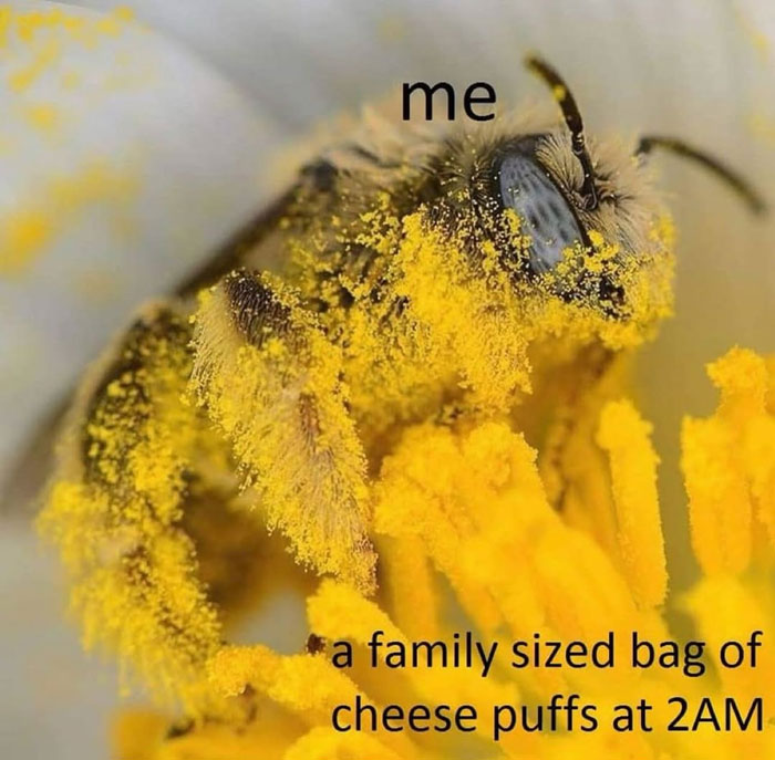 Close-up of a bee covered in pollen on a flower, funny animal meme about late-night cheese puff cravings.