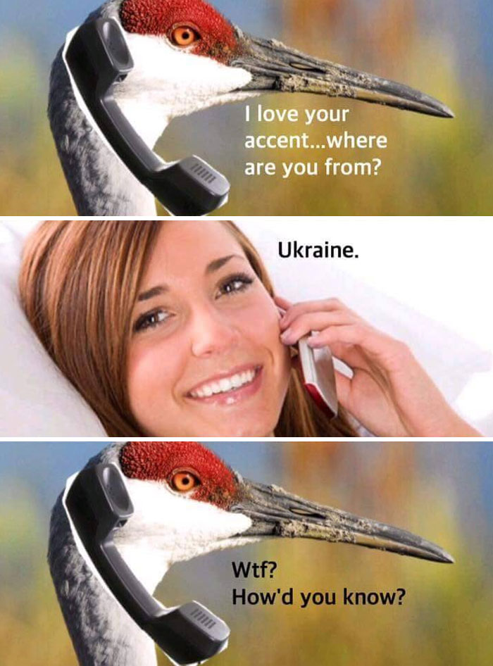 Funny and relatable animal meme showing a bird on the phone with a woman, making a humorous conversation about accents.