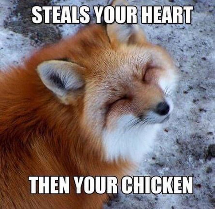 Smiling fox meme combining funny and relatable animal memes to brighten your mood instantly.
