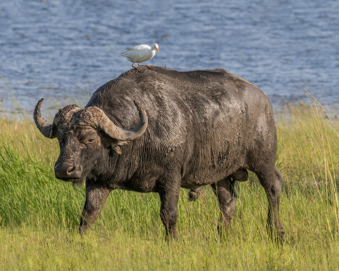 Búfalo africano en sabana con ave sobre su lomo, simbolizando incidente de cazador millonario en safari. Búfalo africano en sabana con ave sobre su lomo, simbolizando incidente de cazador millonario en safari.