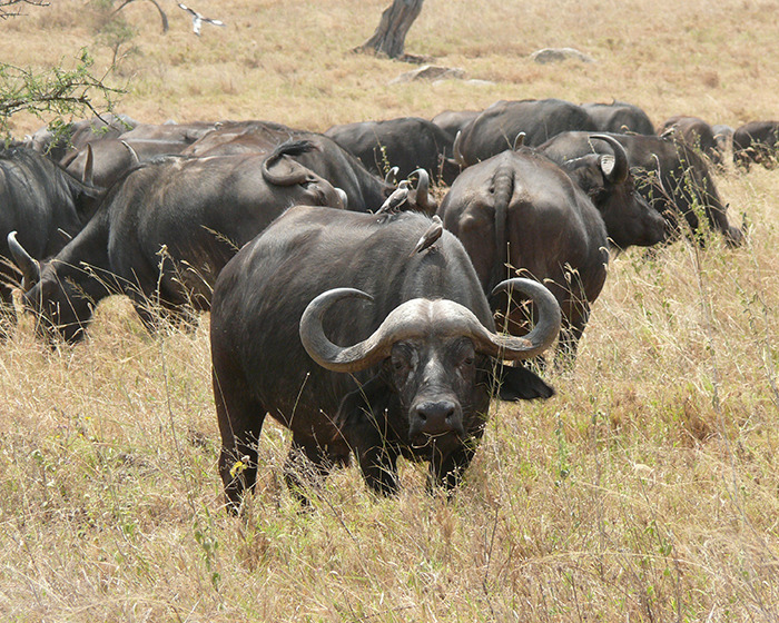 Manada de búfalos pastando en sabana seca durante un safari mostrando el comportamiento natural de los búfalos. Manada de búfalos pastando en sabana seca durante un safari mostrando el comportamiento natural de los búfalos.