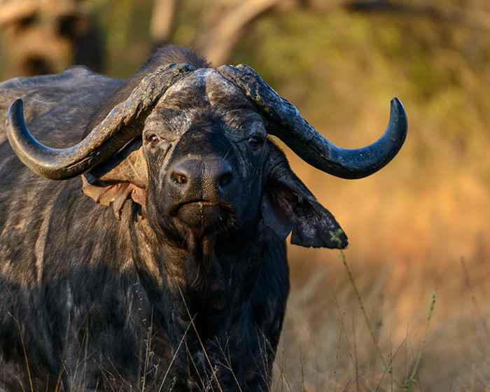 Búfalo africano en su hábitat natural durante safari, ilustrando incidente con cazador millonario y karma en acción Búfalo africano en su hábitat natural durante safari, ilustrando incidente con cazador millonario y karma en acción
