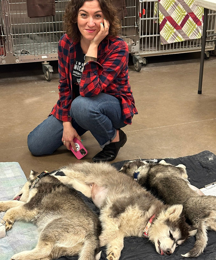 Woman crouching beside three resting Siberian huskies in an animal shelter, related to dog meat farm owner receiving violent threats after viral post. - 2