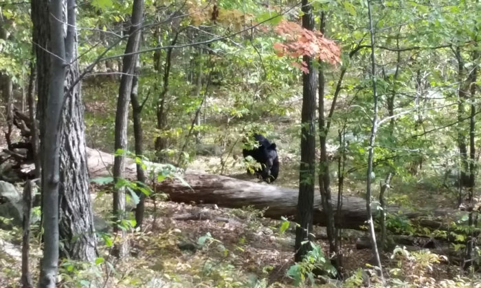 Black bear walking on a fallen tree in a dense forest, a photo taken before disaster hinting at wildlife danger.