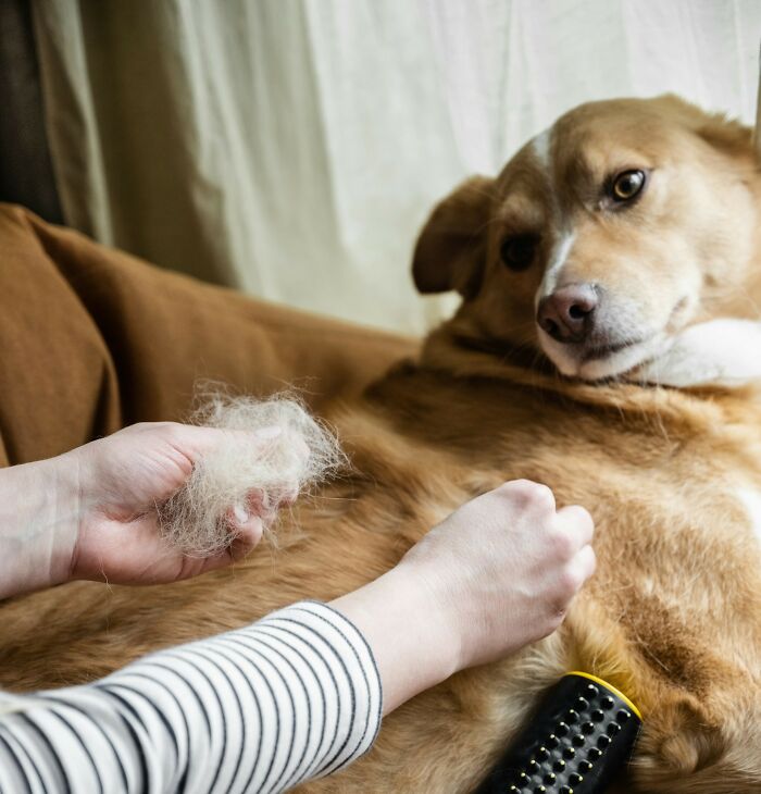 Person grooming a dog and holding a large amount of dog fur, illustrating downsides of having a dog as a pet.