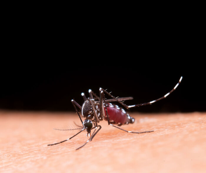 Close-up of a mosquito biting skin, representing the global chikungunya risk amid China outbreak surge.