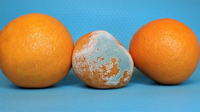 Three oranges on a blue surface, with one orange showing mold, symbolizing snooping parents uncovering unexpected sides of their teen. - 40