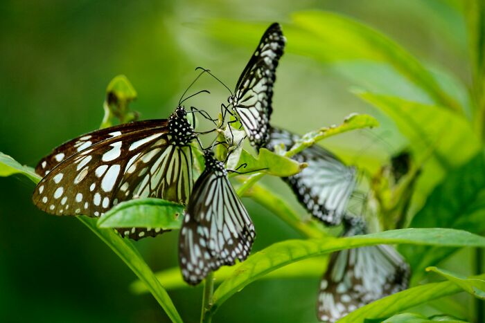 Group of black and white butterflies resting on green leaves, symbolizing bits of good news deserving the spotlight.