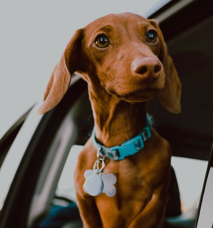 Close-up of a brown dog wearing a blue collar with tags, highlighting the realities of having a dog as a pet.