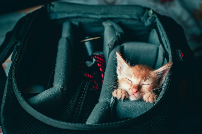 Sleeping kitten nestled inside a camera bag, illustrating the calm moment away from the man feeding kitten subway scene.