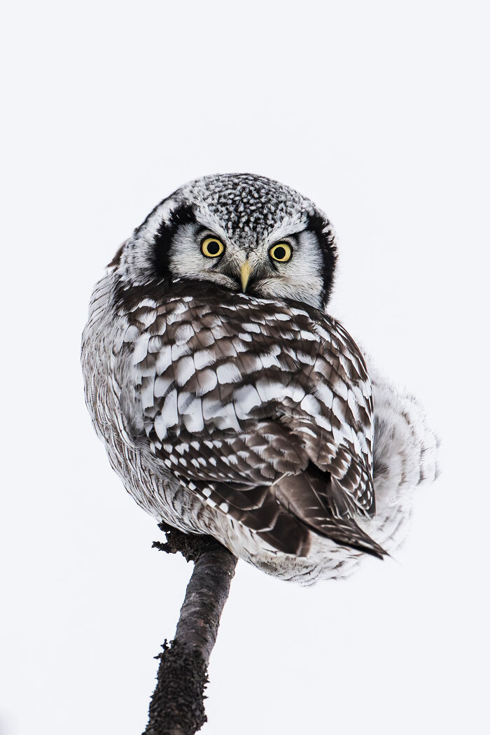 Northern wild owl perched on a branch with striking yellow eyes in a beautifully detailed nature encounter.