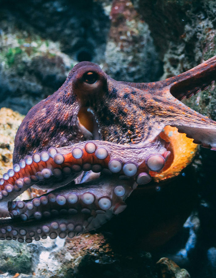 Close-up of an octopus at the aquarium using its tentacles, related to octopus latching on incident with a child.