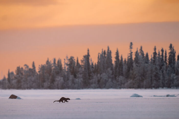A northern wild animal walking across a snowy landscape with a forest and colorful sky in the background.