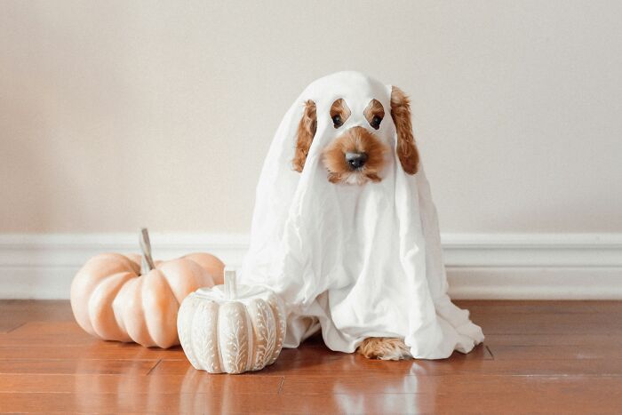 Dog dressed as a ghost with a white sheet and pumpkins, showcasing one of the wildest things school kids pulled off confidently.