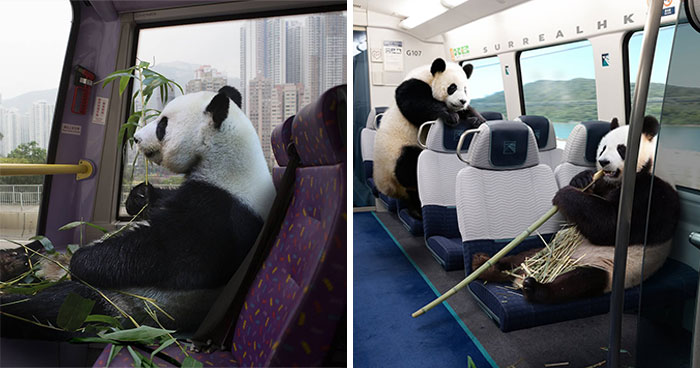 23 Surreal Panda Pics That Turn Everyday Hong Kong Into A Giant Playground