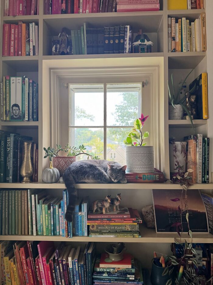 Cozy window nook with cat, plants, and colorful books among decor pieces creating a magical home atmosphere.