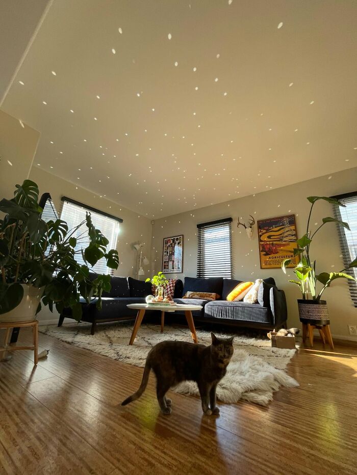 Cozy living room with magical decor pieces creating sparkling light effects on ceiling and a cat on wooden floor.