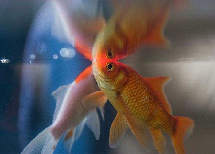 Close-up of goldfish in aquarium, symbolizing mysteries people personally experienced and still can’t explain.