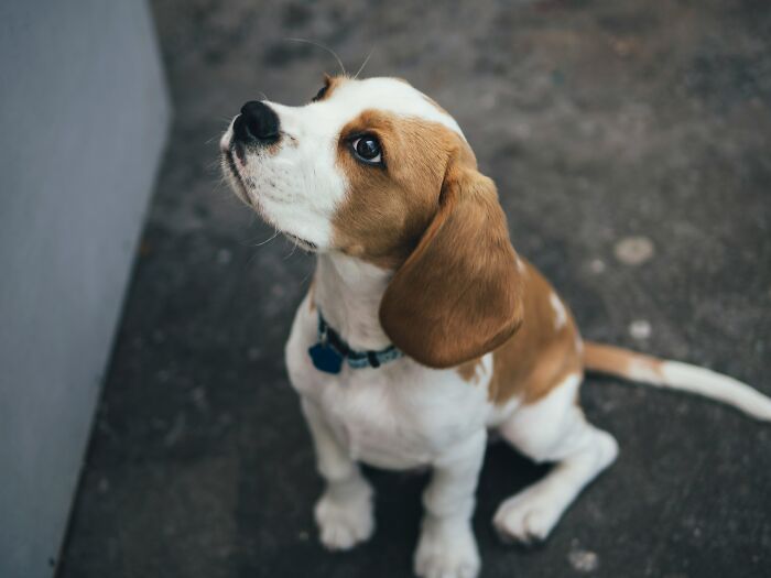 Beagle puppy sitting on concrete floor looking up with curious eyes, illustrating disturbing facts concept.