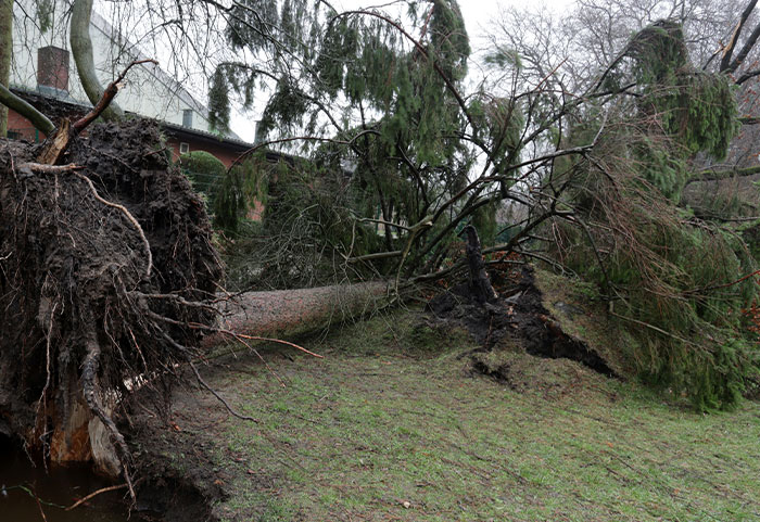 Large tree uprooted and fallen in a residential neighborhood, showing damage caused by nature in petty neighbor disputes.