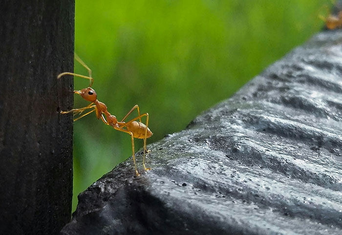 Close-up of a tiny ant climbing on rough surfaces, illustrating the concept of neighbors so petty they had to be shamed online.