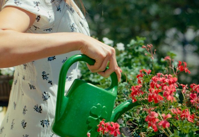 Person watering red flowers with a green watering can in a garden, highlighting petty neighbors behavior online.