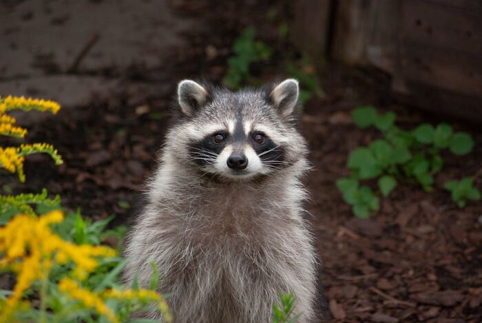 Raccoon standing in garden with plants and dirt, conveying heartwarming and harmless secrets in nature.