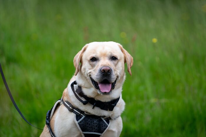 Happy Labrador retriever wearing a harness outdoors, illustrating common experiences of dogs as pets and their downsides.
