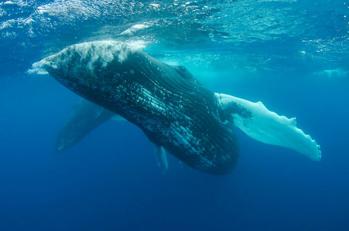 Blue whale swimming underwater, highlighting concerns about the decrease in blue whale singing by 40 percent.