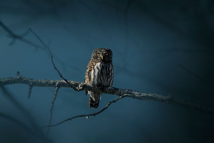 Owl perched on a branch at night, symbolizing the scariest sounds ever heard by people in the dark.