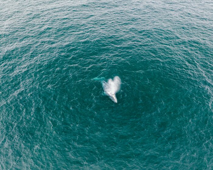 Aerial view of a blue whale in the ocean, highlighting the decrease in blue whale singing and scientific concern.