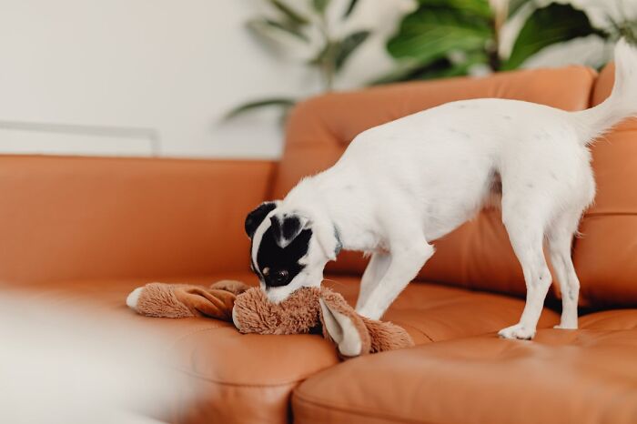 Small dog playing with a toy on a brown leather couch, illustrating common downsides of having dogs as pets.