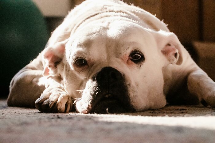 White dog lying on carpet, portraying a candid moment linked to grossest unexpected things witnessed in strangers’ homes.