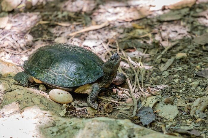 Turtle on forest floor representing snooping parents who accidentally uncovered an unexpected side of their teen. - 51