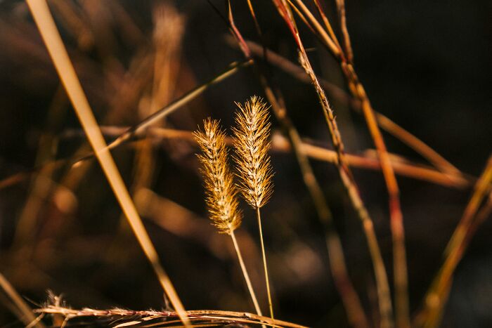 Close-up of dried grass stalks in natural sunlight, highlighting tiny details and fragile human mistakes in nature.