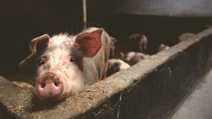 Pig looking over the edge of a trough in a dimly lit pen, illustrating tiny human mistakes that changed history.