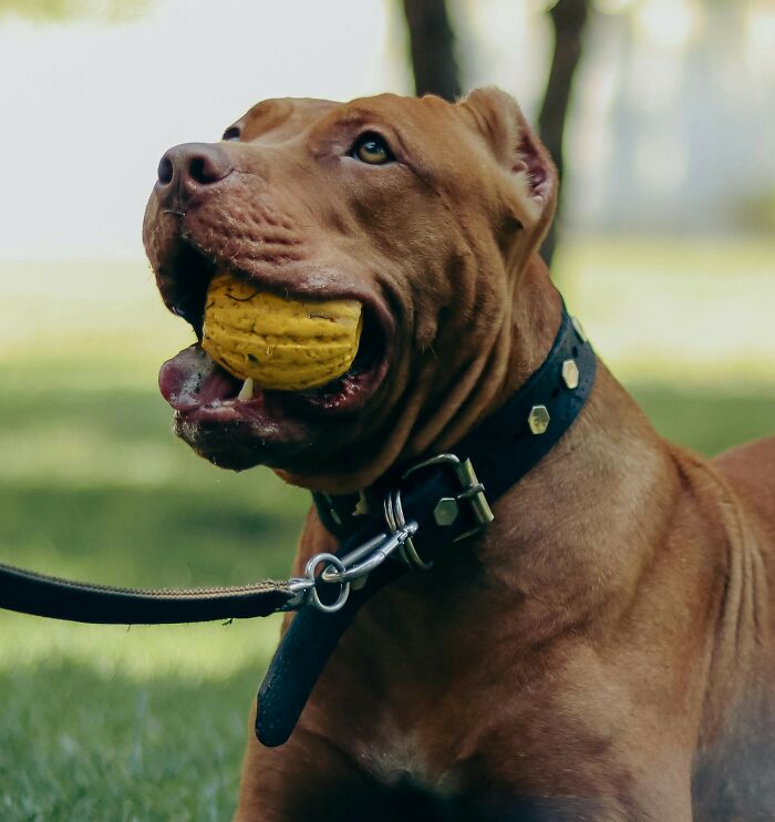 Dog barking at stranger holding a ball in mouth, leading to two people in dire need of help outdoors. - 2