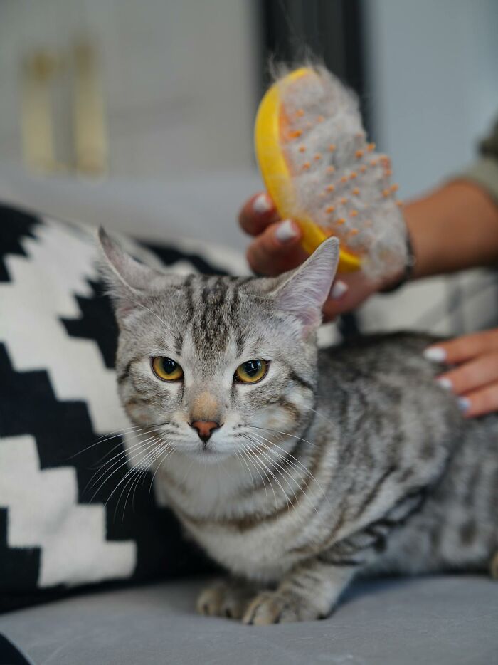 Gato gris siendo cepillado con un cepillo de cerdas mientras un adulto cuida al felino en casa.