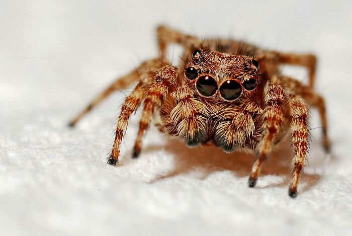 Close-up of a small jumping spider on a white surface, illustrating one of the totally safe things people freak out about.