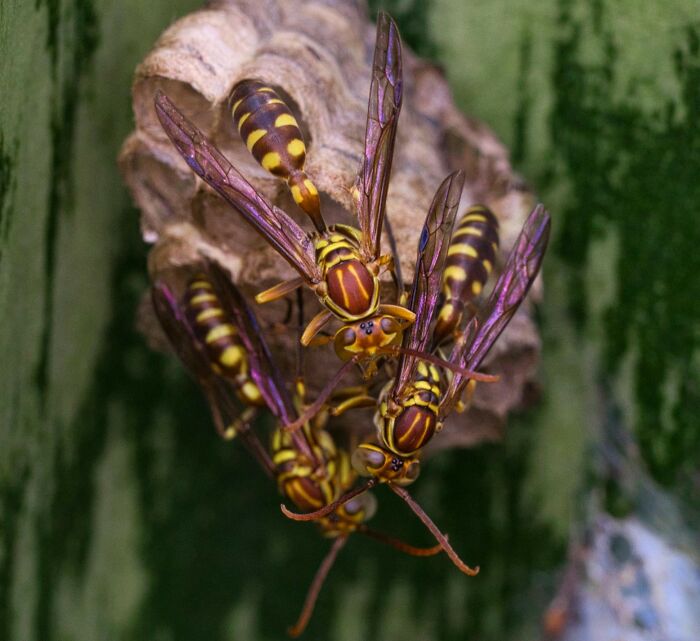 Close-up of wasps on their nest, a totally safe thing that people often freak out about, according to netizens.