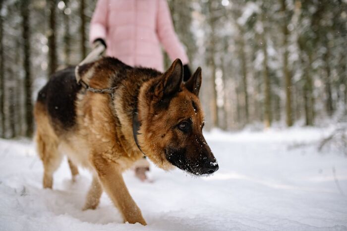 German shepherd dog walking in the snow with owner in winter forest showing challenges of having a pet dog.
