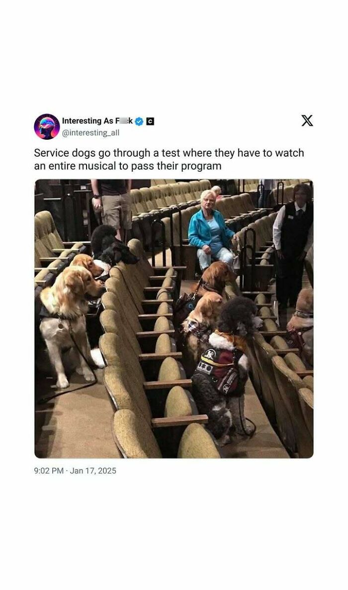 Service dogs sitting in theater seats during a test, showcasing heartwarming moments amid bad news.