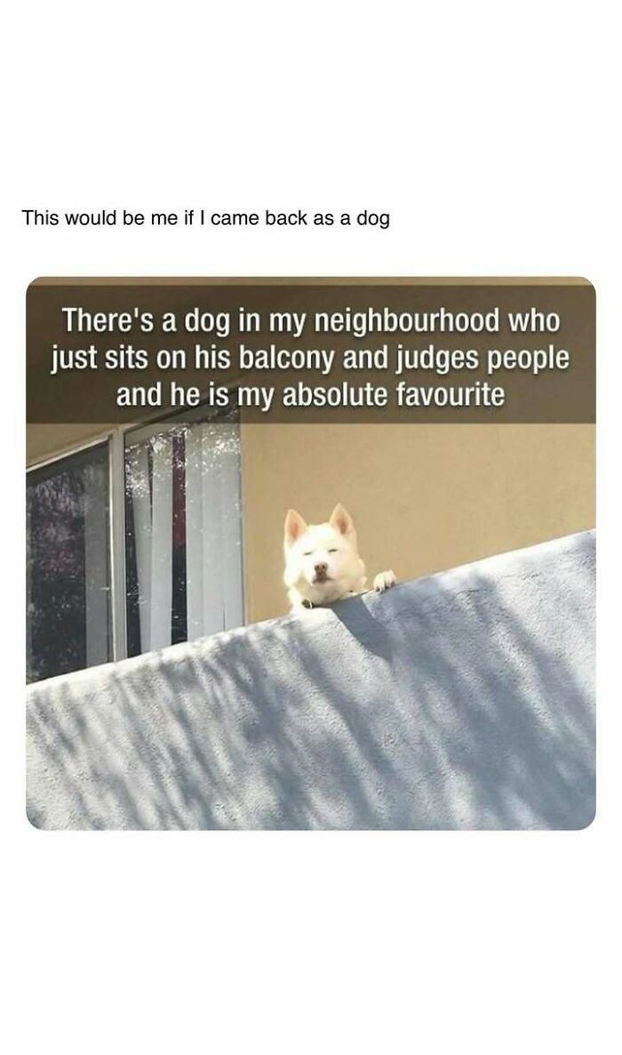 Dog sitting on balcony judging people, a heartwarming moment for those tired of bad news and seeking positivity.