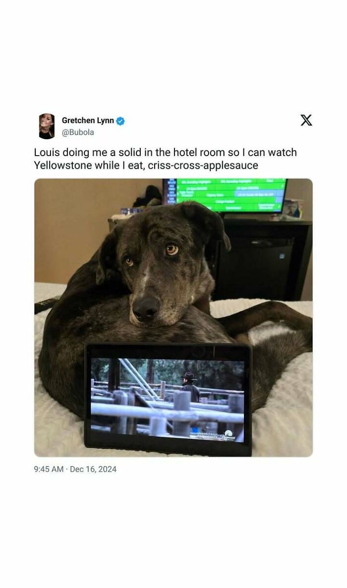 Heartwarming moment of a dog lying by a tablet playing Yellowstone, showing comfort amidst bad news.