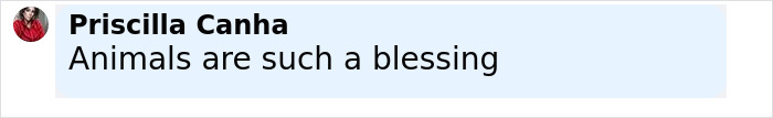 Screenshot of a social media comment saying animals are a blessing, related to dog barks at a stranger story. - 18