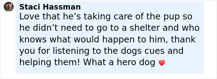 Screenshot of a comment praising a hero dog for helping and guiding people in need by following stranger cues. - 21