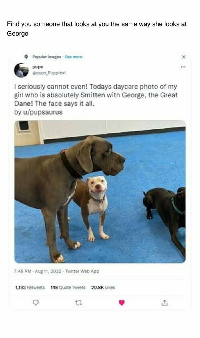 Three dogs standing on a blue floor, featuring a heartwarming moment with a smitten dog looking at a Great Dane.