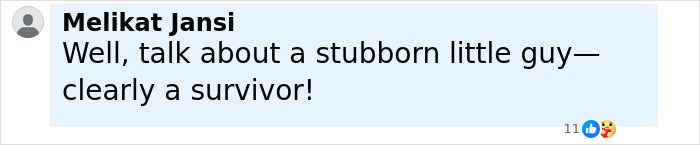 &lsquo;Frankenstein&rsquo; Rabbits Spreading In The US Due To Rare Virus Spark Frenzy As Experts Issue Urgent Warning